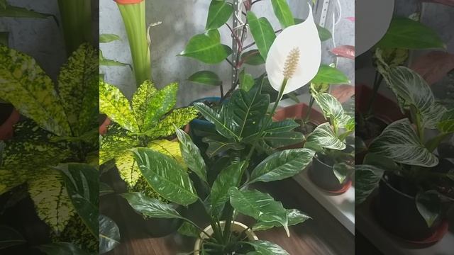 #shorts Спатифиллум Домино оказывается очень-очень ароматный!??Женское счастье?Цветущий Спатифиллум смотреть онлайн