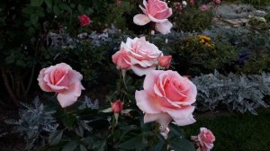 ✿➽роза Поэзия, первогодка -  питомник Роза Флора  ??сезон 2021 ??