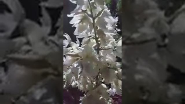 Жук олень в саду) Роскошная юкка!! смотреть онлайн