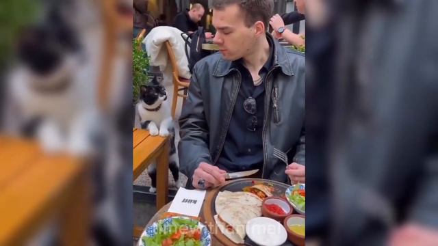 Самые смешные и милые животные/ Cute and funny animals/ #2 смотреть онлайн