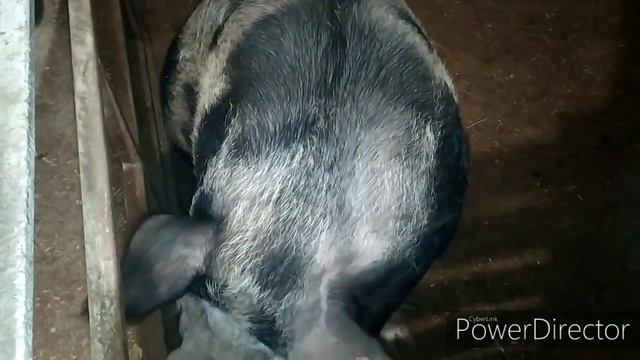 УДАЛИЛА ВАТСАП. ЖИВУ СПОКОЙНО смотреть онлайн