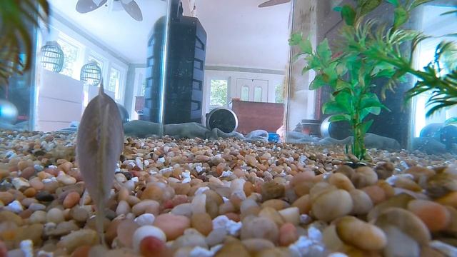 How do fish react to sound смотреть онлайн