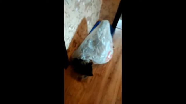 Кошка любит пакеты... смотреть онлайн