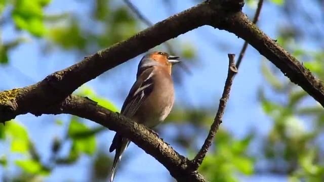 Canon sx30 is. Another chaffinch. Еще один зяблик! смотреть онлайн
