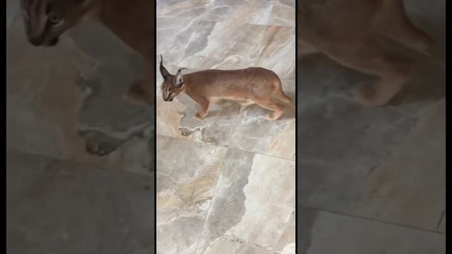 Чирикает, потерял подружку, зовёт #каракал#caracal смотреть онлайн