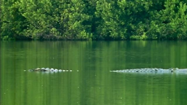 Steve Irwin's Biggest Crocodile Battles (Wildlife Documentary) | Real Wild