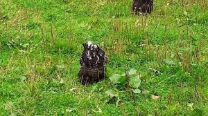 куры Кохинхин мраморный