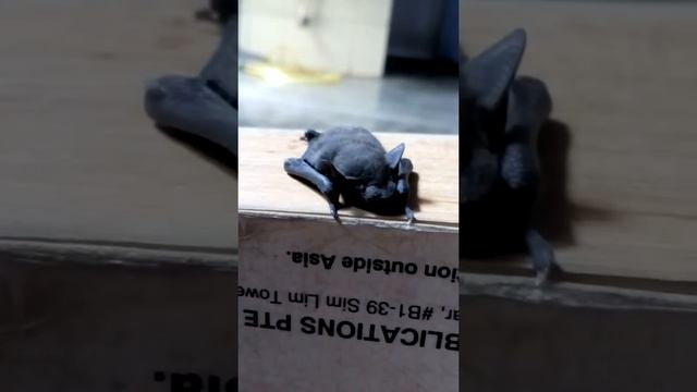 Tiny bat showing some activity... смотреть онлайн