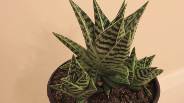 Aloe Variegata смотреть онлайн