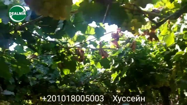 Виноград светлый из Египта, сорт "Эспириум" смотреть онлайн