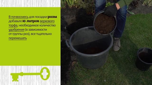 Правильная посадка розы. Так поступают специалисты смотреть онлайн
