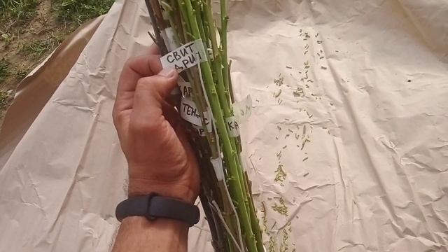 Черенки від Івана Коломійця!Рекомендую!Телефон в описі! смотреть онлайн