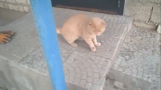 Как приготовить Шашлык смотреть онлайн