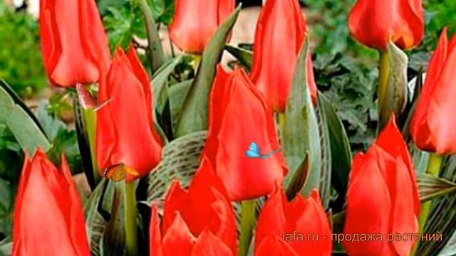 Тюльпан обыкновенный Али-Баба (tulipa Tyulpan) ? обзор: как сажать, луковицы тюльпаны Али-Баба