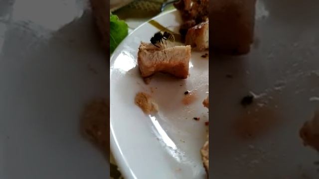 Оса грызет мясо