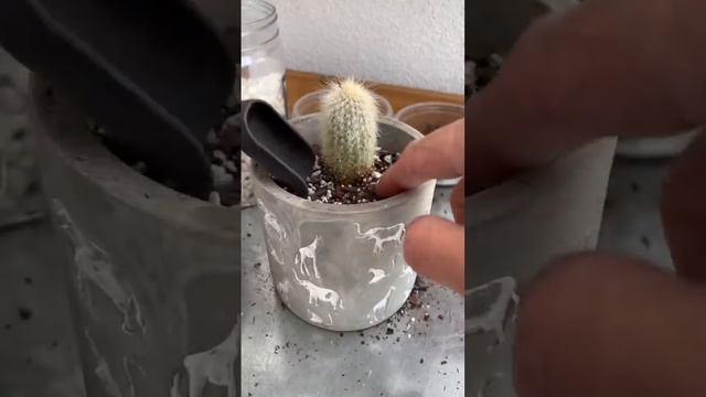 How to Repot a Cactus: Espostoa Guentheri смотреть онлайн