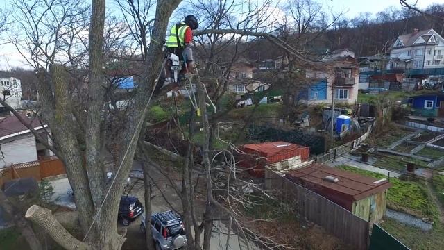 RAZDOROV SAD Арбористы - удаление кроны Ясень смотреть онлайн