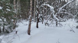 Красивые кадры Зимний Лес ЗАСтАВКа 4К