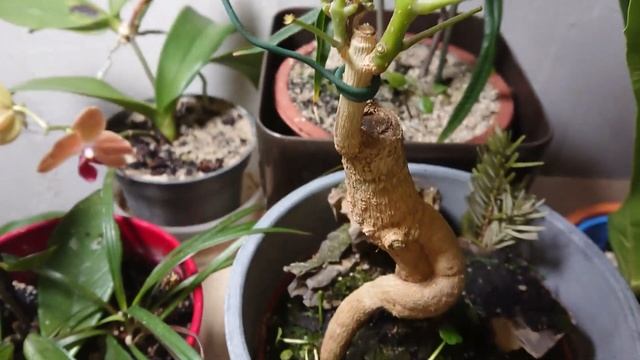Radermachera Sinica Boysenbär Bonsai Teil 5 (Die Entwicklung) смотреть онлайн
