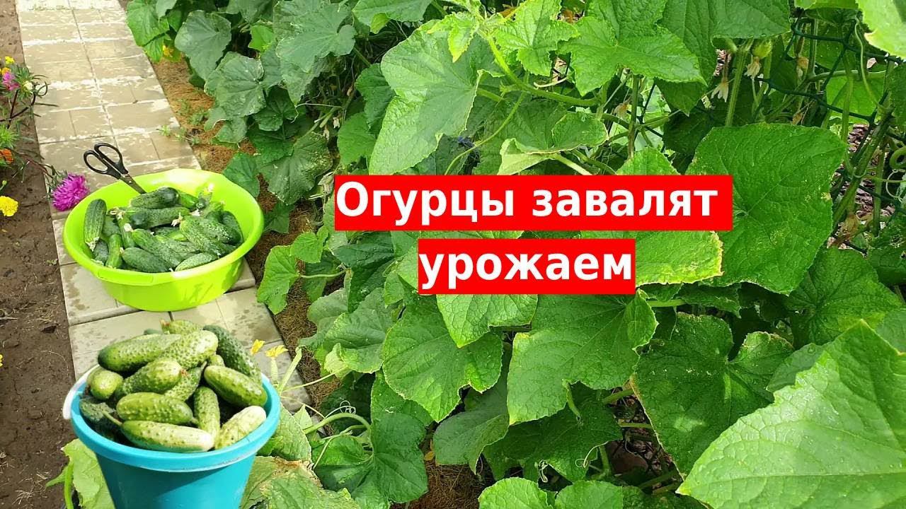 Делайте так с огурцами раз в неделю и они завалят вас урожаем смотреть онлайн