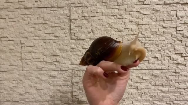 Большая улитка Феликс даёт интервью. Ахатина - звезда YouTube! Папа семейства улиток ахатин смотреть онлайн