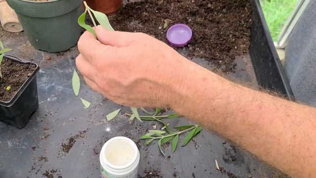How to propagate a Butterfly Bush смотреть онлайн