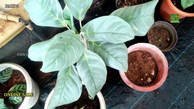 Aglaonema at the Price We Wanted | Plants Online Sale | Garden Visit Part 2 | Aglaonema Collections смотреть онлайн