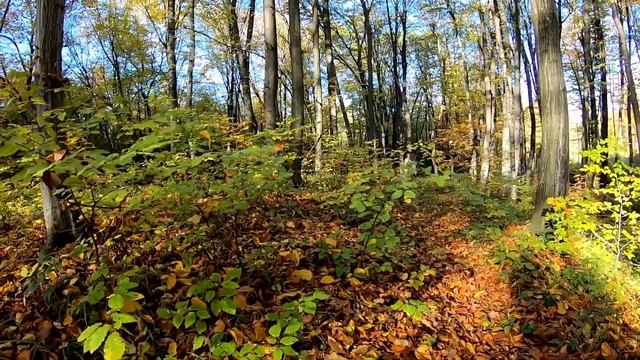Случай с МЕДВЕДЕМ. Грибники с камерой в осеннем лесу. Старый лес, овраги, посадки смотреть онлайн