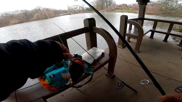 CATFISH FISHING on "Central Park NYC!!!" смотреть онлайн