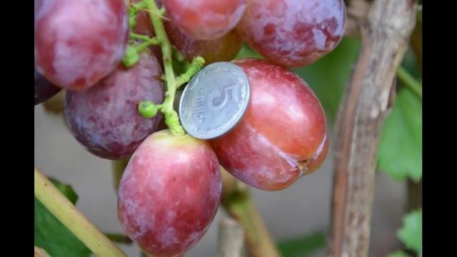 виноград сорта Раджа# характеристика смотреть онлайн