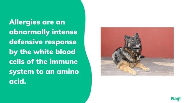 Brewers Yeast Allergies in Dogs | Wag! смотреть онлайн