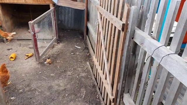 ОГОРОД // БРОЙЛЕРЫ // НЕСУШКИ и УТКИ смотреть онлайн