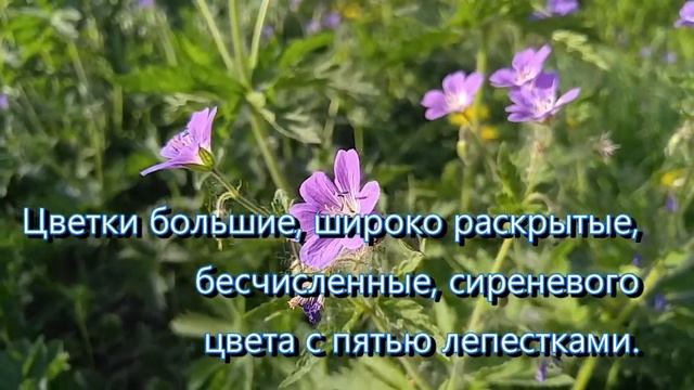 Многолетний луговой цветок - Герань луговая смотреть онлайн