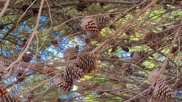 ?Такова Реальность/Грабят Теперь Онлайн/Волшебные Краски Осени? смотреть онлайн