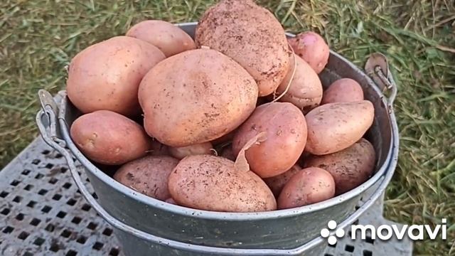 УРОЖАЙ КАРТОФЕЛЯ МОДНЫХ СОРТОВ // КОЛЛЕКЦИЯ ЛИПАТОВОЙ АНАСТАСИИ // ВАЦАП ДЛЯ ЗАКАЗА 8-915-245-81-59 смотреть онлайн