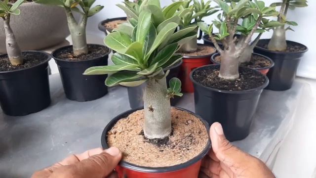 Desvendando as rosas do deserto arabicum conheça 7 delas смотреть онлайн