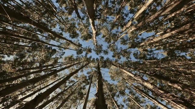 Relaxing Nature Ambience's - WIND BLOWING THROUGH TREES смотреть онлайн