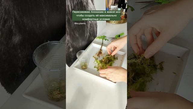 Спасение вредной Алоказии Жаклин #ароидные #aroid #уходзарастениями #пересадкарастений #алоказия смотреть онлайн