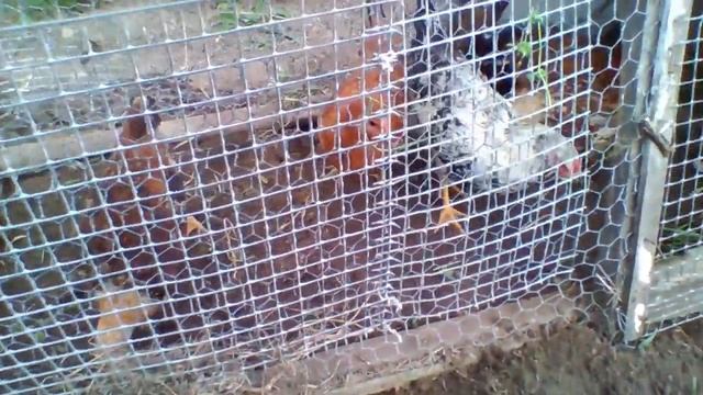 Самый мудрый в мире огородник.Бригада . смотреть онлайн