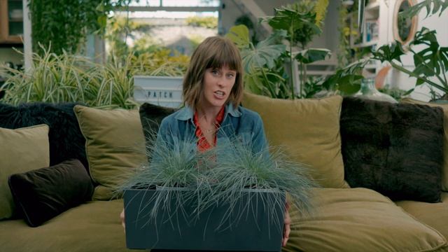 Festuca Glauca - Top Outdoor Plants ? смотреть онлайн