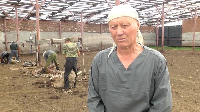 Стрижка овец по России и обучение смотреть онлайн