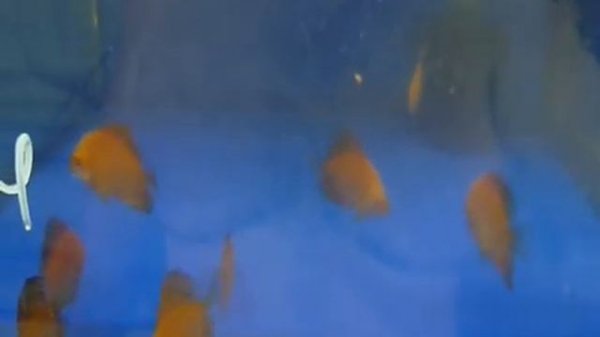 Дискус желтый, symphysodon diskus Pigeon blaad .