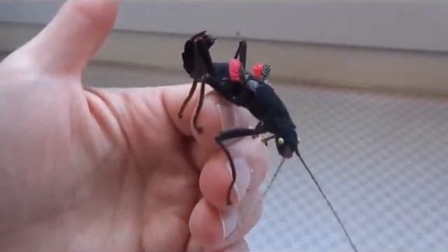Phasme femelle peruphasma schultei смотреть онлайн