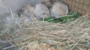 Когда кролики начинают самостоятельно есть?!?#кролиководство #кролики