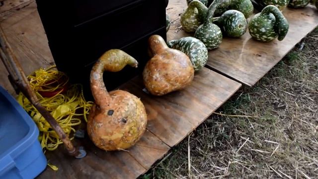 Welcome to the Pompkin Patch.Тыквенная ярмарка. смотреть онлайн