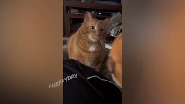 СМЕШНЫЕ КОШКИ 2023 И ДРУГИЕ ЖИВОТНЫЕ 10 МИНУТ СМЕХА СМЕШНЫЕ ЖИВОТНЫЕ 2023 смотреть онлайн