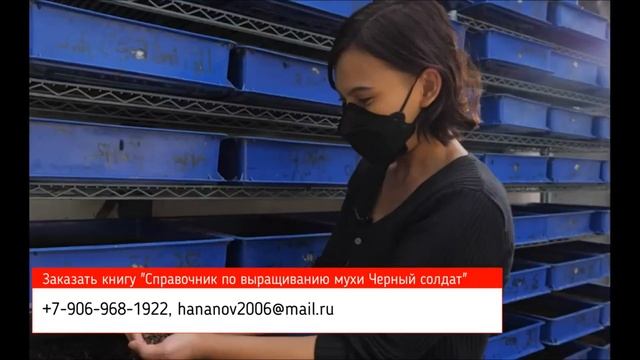 Муха черный солдат. Новая информация по выращиванию мухи Черная львинка смотреть онлайн