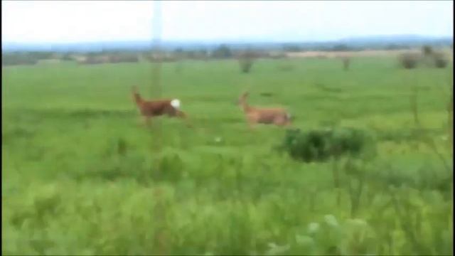 Пятнистые олени смотреть онлайн
