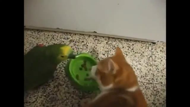 смешные и умные животные смотреть онлайн