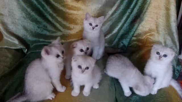 Британские и шотландские кошечки -продажа смотреть онлайн